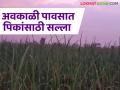 Agro Advisory : शेतकऱ्यांनो बदलत्या हवामानात पिकांसाठी करा 'या' उपायायोजना - Marathi News | Agro Advisory: Farmers, plan these measures for crops in changing climate | Latest agriculture News at Lokmat.com