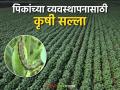 Agro Advisory : बदलत्या हवामानानुसार पिकांचे नियोजन करा; कृषी सल्ला वाचा सविस्तर - Marathi News | Agro Advisory: Plan crops according to changing weather; Read agricultural advisory in detail | Latest agriculture News at Lokmat.com