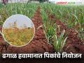 Agro Advisory : ढगाळ हवामानात कशी घेणार पिकांची काळजी? विद्यापीठाने दिला सल्ला - Marathi News | Agro Advisory: How to take care of crops in cloudy weather? University gives advice | Latest agriculture News at Lokmat.com