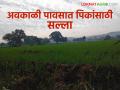 Agro Advisory :मराठवाड्यासाठी कृषी हवामान सल्ला वाचा सविस्तर - Marathi News | Agro Advisory: Read the agricultural weather advisory for Marathwada in detail. | Latest agriculture News at Lokmat.com