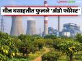 Koradi Power Plant Agro Forest : महानिर्मितीचा मास्टरस्ट्रोक! वीज वसाहतीत फुलले ७,५०० फळझाडांचे 'ॲग्रो फॉरेस्ट' - Marathi News | latest news Koradi Power Plant Agro Forest: A masterstroke of great creation! An 'Agro Forest' of 7,500 fruit trees blossomed in the power colony | Latest agriculture News at Lokmat.com