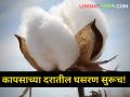 कापसाच्या दरातील घसरण सुरूच! आज किती मिळाला दर? - Marathi News | The decline in cotton prices continues How much did you get today maharashtra agriculture farmer market yard | Latest agriculture News at Lokmat.com