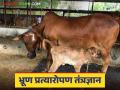 IVF technology in cow : भ्रूण प्रत्यारोपणाद्वारे जातिवंत जनावरांचा होणार जन्म - Marathi News | IVF technology in cow : Breeding animals will be born through embryo transplantation | Latest agriculture News at Lokmat.com