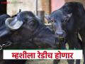 जातिवंत रेड्यांच्या पैदाशीसाठी सुरू होतेय मोहीम; सरकारी दामात मिळणार सॉर्टेड सिमेन - Marathi News | Campaign starts of breeding for pure breed buffalo calf; sorted semen will be available at government rates | Latest agriculture News at Lokmat.com