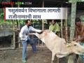 पशुसंवर्धन विभागात नैराश्य का वाढतंय; लवकरच करा उपाययोजना - Marathi News | Why depression is increasing in animal husbandry department; Take action soon | Latest agriculture News at Lokmat.com