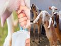 Goat Milk : शेळीच्या दुधाने डेंग्यूचा रुग्ण खरंच बरा होतो? जाणून घ्या बकरीच्या दुधाचे खास फायदे - Marathi News | Does goat milk really cure dengue patients Know the special benefits of goat milk | Latest health News at Lokmat.com