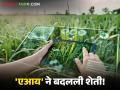 AI in sugarcane farming : शेतीत एआय वापरला अन् कमाई दुप्पट; २१ वर्षांच्या तरुणाची भन्नाट आयडिया वाचा सविस्तर - Marathi News | latest news AI in sugarcane farming: AI used in agriculture and income doubled; Read the amazing idea of a 21-year-old youth in detail | Latest agriculture News at Lokmat.com