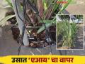 AI in Sugarcane : एआय आधारित ऊस शेती हा प्रयोग शेतकऱ्यांसाठी ठरू शकतो गेमचेंजर - Marathi News | AI in Sugarcane : Experimentation with AI based sugarcane farming can be a game changer for farmers | Latest agriculture News at Lokmat.com