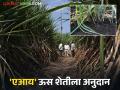 शेतकऱ्यांनो आता करा 'एआय' आधारित उसाची शेती; 'ही' बँक देतेय अनुदान - Marathi News | Farmers, now do 'AI' based sugarcane farming; 'This' bank is providing subsidy | Latest agriculture News at Lokmat.com