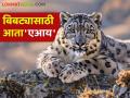 Artificial Intelligence for Leopard : आता 'एआय'च सांगणार बिबट्या आला रे आला.. वाचा सविस्तर - Marathi News | Artificial Intelligence for Leopard : Now 'AI' will tell the leopard movement in rural area read in detail | Latest agriculture News at Lokmat.com