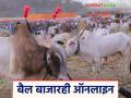 Bail Bajar : आता जनावरांची ऑनलाईन खरेदी-विक्री, तुमच्याकडे रुमाल पद्धत वापरतात का?  - Marathi News | Latest News Bail Bajar Now that animals are being bought and sold online see details | Latest agriculture News at Lokmat.com