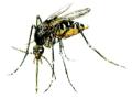 वसई-विरार महानगरपालिका क्षेत्रात कोरोनाकाळात वाढली डासांची पैदास!  - Marathi News | Mosquito breeding has increased in Vasai-Virar Municipal Corporation area during Corona period! | Latest vasai-virar News at Lokmat.com