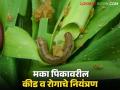 Maka Crop Management : मका पिकावरील कीड व रोगाचे नियंत्रण कसे कराल? जाणून घ्या सविस्तर  - Marathi News | Latest News Maka Crop Management How to control pests and diseases on maize crop Learn in detail | Latest agriculture News at Lokmat.com