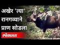 अखेर 'त्या' रानगव्याने प्राण सोडला | Wild-Bull spotted in Kothrud Pune | Pune News - Marathi News | Eventually 'that' Rangavya died Wild-Bull spotted in Kothrud Pune | Pune News | Latest maharashtra Videos at Lokmat.com