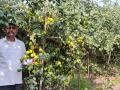 ॲप्पल बोर शेतीतून शोधला उन्नतीचा मार्ग! - Marathi News | A farmer finds a way of prosperity by Apple Bery | Latest akola News at Lokmat.com