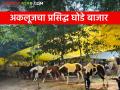 Akluj Ghoda Bazar : अकलूज बाजार समितीच्या घोडेबाजारात तब्बल २ कोटींची उलाढाल - Marathi News | Akluj Ghoda Bazar : The turnover of Akluj market committee horse market is around 2 crores | Latest agriculture News at Lokmat.com