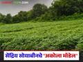 Organic Soybean Cultivation: सेंद्रिय शेतीचे सामर्थ्य; सोयाबीन पिकात १४ क्विंटलचा हेक्टर उत्पादन वाचा सविस्तर - Marathi News | latest news Organic soybean cultivation: The power of organic farming; 14 quintals of soybean crop per hectare production Read in detail | Latest agriculture News at Lokmat.com