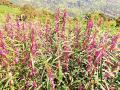 कळसूबाई शिखर फुलोत्सवाने बहरले - Marathi News | The Kalsubai peak blossomed with blossom | Latest ahilyanagar News at Lokmat.com