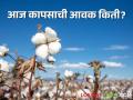 Cotton Market : आकोट बाजारात जाड्या कापसाला काय भाव मिळाला, जाणून घ्या सविस्तर - Marathi News | latest News Cotton market Find out price of thick cotton in Akot market see kapus bajarbhav | Latest agriculture News at Lokmat.com