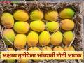 अक्षय्य तृतीयेच्या मुहूर्तावर ८३ हजार आंबा पेट्यांची आवक; वाचा हापूसबरोबरच इतर आंब्यांना काय मिळतोय दर? - Marathi News | Arrival of 83 thousand boxes of mangoes on the occasion of Akshaya Tritiya; Read what price is being paid for other mangoes besides Hapus? | Latest agriculture News at Lokmat.com