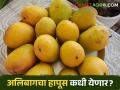 वेगळ्या मधुर चवीसाठी राज्यात प्रसिद्ध असलेला हा आंबा लवकरच येणार बाजारात - Marathi News | This mango, which is famous in the state for its distinct mellow taste, will soon hit the market | Latest agriculture News at Lokmat.com