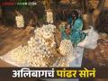 Alibaug White Onion : अलिबागच्या पांढऱ्या कांद्याला मोठी बाजारपेठ उपलब्ध होणार - Marathi News | Alibaug White Onion: Alibaug white onion will have a big market in future | Latest agriculture News at Lokmat.com