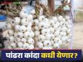 Alibag Pandhara Kanda : यंदा अलिबागचा पांढरा कांदा कधी येणार बाजारात? - Marathi News | Alibag Pandhara Kanda : When will Alibaug's white onion arrive in the market this year? | Latest agriculture News at Lokmat.com