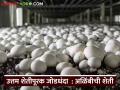 अनेक आजारांवर गुणकारी, अळिंबीला सर्वाधिक मागणी, वाचा अळिंबी शेतीची A टू Z माहिती - Marathi News | Latest News Alimbi sheti spon mushroom farming that produces more yield at low cost and in less space | Latest agriculture News at Lokmat.com