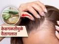 केस एवढे गळतात की टक्कल पडण्याचीच वाटते भीती; 'हा' घरगुती उपाय ठरेल रामबाण - Marathi News | how to use aloe vera for hair growth | Latest sakhi Photos at Lokmat.com