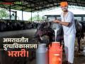 Dairy Scheme : दुग्धविकास प्रकल्पाचा दुसरा टप्पा सुरू; अमरावतीतील शेतकऱ्यांना मिळणार मोठा लाभ वाचा सविस्तर - Marathi News | latest news Dairy Scheme: Second phase of dairy development project begins; Farmers in Amravati will get big benefits Read in detail | Latest agriculture News at Lokmat.com
