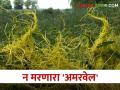 Amarvel अमरवेल या तणाचा बंदोबस्त करण्याचे हे आहेत सोपे उपाय - Marathi News | Here are some simple remedies to deal with Amarvel weed | Latest agriculture News at Lokmat.com