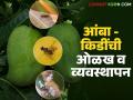 आंबा बागेवरील किडींची ओळख, असे करा आंब्यावरील तुडतुड्यांचे नियंत्रण, वाचा सविस्तर - Marathi News | latest news Identifying insects in mango orchards, how to control locusts on mangoes | Latest agriculture News at Lokmat.com