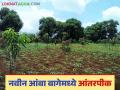 Amba Bag Management : नवीन आंबा बागेमध्ये आंतरपिक घेताना 'या' गोष्टींची काळजी घ्या, जाणून घ्या सविस्तर  - Marathi News | Latest News Aamba Bag Management Take care of intercropping in new mango orchard, know in detail | Latest agriculture News at Lokmat.com