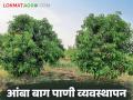 Amba Bag Management : आंबा बाग किंवा नवीन कलमांना पाणी व्यवस्थापन कसे करावे, जाणून घ्या सविस्तर  - Marathi News | Latest News Amba Bag Management How to manage water in mango orchards or new cuttings, know in detail | Latest agriculture News at Lokmat.com