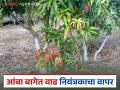 आंबा बागेत वाढ नियंत्रकाचा वापर केव्हा आणि कसा करावा? जाणून घ्या सविस्तर  - Marathi News | Latest News When and how to use growth regulators in mango farm Learn in detail | Latest agriculture News at Lokmat.com