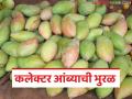 गोड, रसाळ अन् दीड ते दोन किलो वजनाचा कलेक्टर आंबा, या आंब्याला कलेक्टर नाव कसं पडलं?  - Marathi News | Latest News Mango Market Sweet, juicy Collector mango read full history of this mango | Latest agriculture News at Lokmat.com