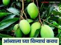 कोकण वगळता इतर १४ जिल्ह्यात आंबा पिकासाठी फळपिक विमा योजना; कशी मिळते नुकसान भरपाई - Marathi News | Fruit crop insurance scheme for mango crops in 14 other districts except Konkan; How to get compensation | Latest agriculture News at Lokmat.com