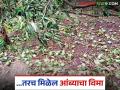 शेतकऱ्यांनो वाऱ्यामुळे आंब्याचे नुकसान झाल्यास या टोल फ्री क्रमांकावर तक्रार करा तरच मिळेल विमा - Marathi News | Farmers, if mangoes are damaged due to wind, report to this toll-free number only then will you get insurance | Latest agriculture News at Lokmat.com