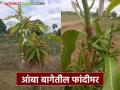 Amba lagvad : आंबा बागेत फांदीमर होतेय, 'हे' उपाय ठरतील फायदेशीर  - Marathi News | Latest News Mango trees are dying in farm 'these' solutions will be beneficial | Latest agriculture News at Lokmat.com