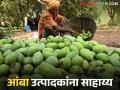 आंबा बाजारभाव एमआयपीपेक्षा कमी झाल्यास शेतकऱ्यांना अर्थ साहाय्य, वाचा सविस्तर  - Marathi News | Latest News Financial assistance to farmers if mango market price falls below MIP, read in detail | Latest agriculture News at Lokmat.com