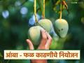 Mango Harvesting : आंबा अधिक काळ टिकवण्यासाठी काढणी करताना 'या' गोष्टी लक्षात ठेवा, वाचा सविस्तर  - Marathi News | Latest News Keep these things in mind while harvesting mangoes to keep them fresh for longer, read in detail | Latest agriculture News at Lokmat.com