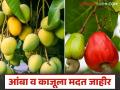 अखेर आंबा व काजू उत्पादक शेतकऱ्यांना मदत जाहीर; हेक्टरी किती रुपये मिळणार? वाचा सविस्तर - Marathi News | Finally, aid announced for mango and cashew farmers; How much will they get per hectare? Read in detail | Latest agriculture News at Lokmat.com
