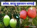 आंबा-काजूच्या नुकसानीचे पंचनामे आता युद्धपातळीवर; शेतकऱ्यांनो 'ही' कागदपत्रे अर्जंट जमा करा - Marathi News | Panchnamas of mango-cashew damage now on very fastly; Farmers, submit 'these' documents urgently | Latest agriculture News at Lokmat.com