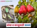 अवकाळी पावसामुळे आंबा व काजू पिकावर किड व रोग प्रादुर्भावाची शक्यता; कसे कराल व्यवस्थापन? - Marathi News | Unseasonal rains may cause pests and diseases to attack mango and cashew crops; how will you manage them? | Latest agriculture News at Lokmat.com
