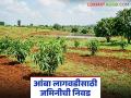 तुमची जमीन आंबा बागेसाठी योग्य आहे का? या गोष्टी तपासून पहा, कोणती जमीन निवडू नये?  - Marathi News | Latest News amba lagvad land suitable for mango orchard Check these things | Latest agriculture News at Lokmat.com