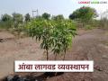 Amba Lagavd : आंबा लागवड जूनमध्ये केली तर चांगले उत्पादन देईल का? वाचा सविस्तर  - Marathi News | latest news amba lagvad Will mangoes yield better planted in June Read in detail | Latest agriculture News at Lokmat.com