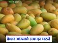 यंदा केशर आंब्याचे उत्पादन 70 टक्के घटले, आखाती युद्धामुळे निर्यातीला फटका, वाचा सविस्तर  - Marathi News | latest news saffron mango production has decreased by 70 percent, exports have been hit due to the Gulf War, read in detail | Latest agriculture News at Lokmat.com
