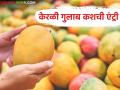 Mango Market : ना हापूस, ना बैंगन फल्ली, केरळचा 'हा' आंबा गाजवतोय मार्केट, वाचा सविस्तर  - Marathi News | Latest News Not hapus or baingan falli Kerala's 'Gulab Kash' enters the mango market | Latest agriculture News at Lokmat.com
