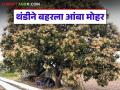 Amba Mohar : थंडी अन् दवबिंदूंचा चमत्कार; आंबा बागांवर सोन्याची झळाळी वाचा सविस्तर - Marathi News | latest news Amba Mohar: The miracle of cold and dew; Golden glow on mango orchards Read in detail | Latest agriculture News at Lokmat.com
