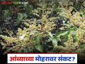 Mango Pest Management : आंब्याचा मोहर गळतोय का? वेळीच करा 'या' उपयायोजना - Marathi News | latest news Mango Pest Management: Is the mango's seal leaking? Take these measures in time | Latest agriculture News at Lokmat.com